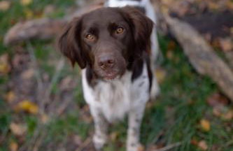 Park Wilkasy - Foto 62