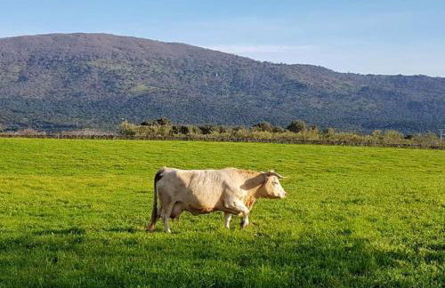 Casa Mauro - Foto 36