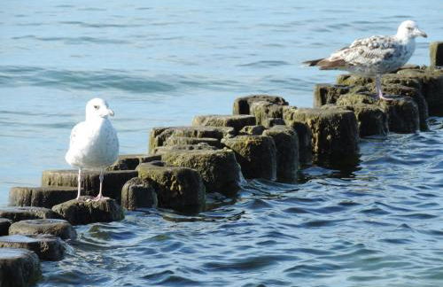 Villa Ostseebrise - Foto 33