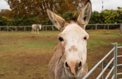 Family Cotswolds Cottage Farm Stay - The Smythy - Foto 34