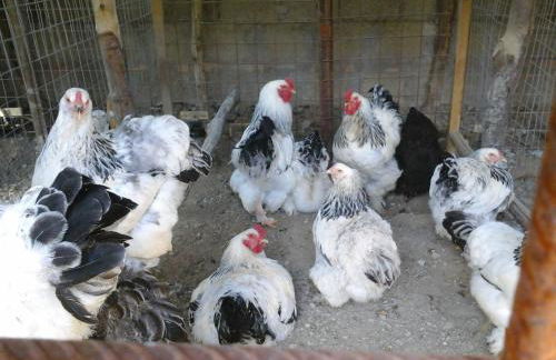 Agriturismo La Chiana - Foto 56