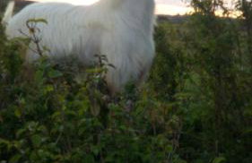 FESTINA IVANa - Foto 24