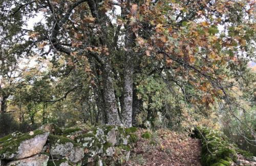 Casa Rural Finca De Musgo - Foto 26