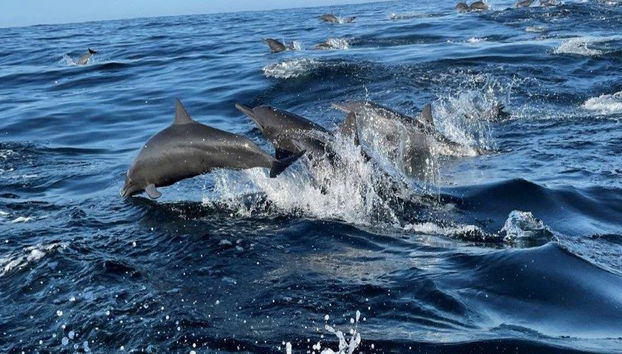 Una emocionante aventura marina por la Costa de Oaxaca - Tour - Foto 2