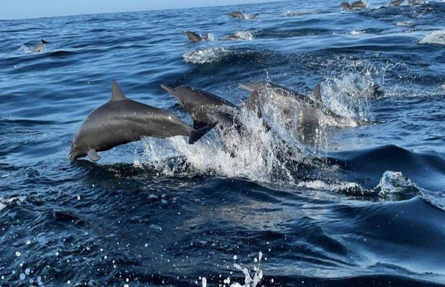 Una emocionante aventura marina por la Costa de Oaxaca - Tour - Foto 2
