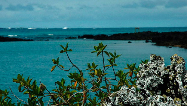 Tintoreras-Bucht-Tour - Foto 3