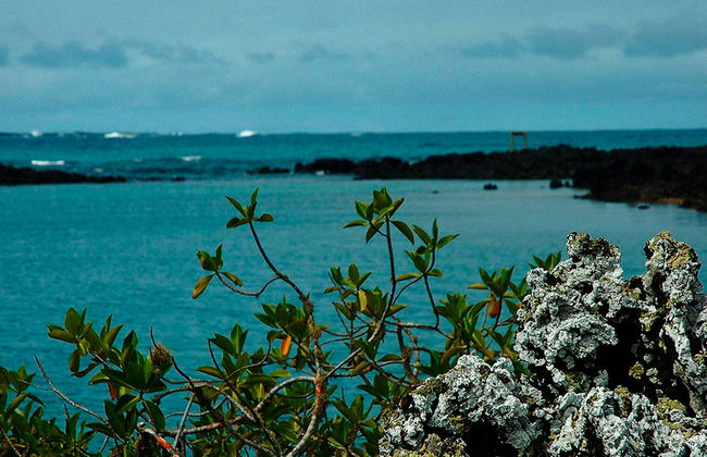 Tintoreras-Bucht-Tour - Foto 3