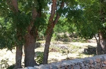 Home Lotus Flower - Foto 8