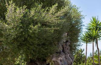 Villa Ca na Vinya - Foto 38