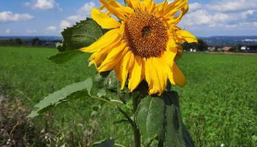 Forest Inn, retreat in nature - Foto 5