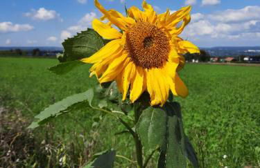 Forest Inn, retreat in nature - Foto 5