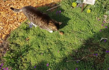 Ferienwohnung Teufelsmauer - Foto 14