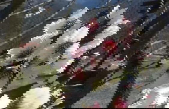 Villa Rustica - Foto 41