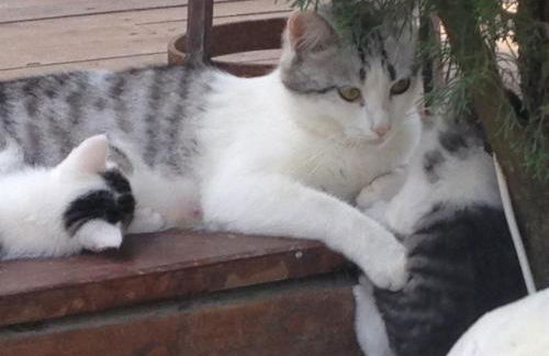 Agriturismo La Terra - Foto 13