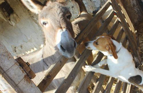 Agriturismo La Casa di Bacco - Foto 48