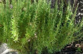 Monte do Ribeiro Baço - Monsaraz - Foto 19