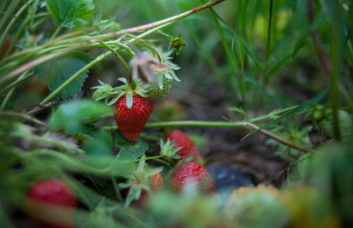 Agriturismo Il Cavicchio - Foto 105
