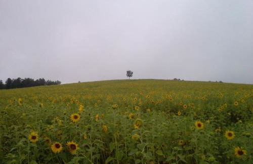 Sommerfrische - Foto 12