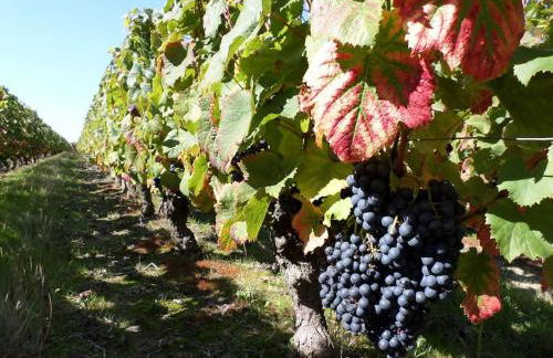 Côté Vignes - Foto 14