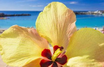 Casa Norb Teror - Foto 39