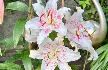 Villa Maria Boutique Apartment St Pauls - Foto 38