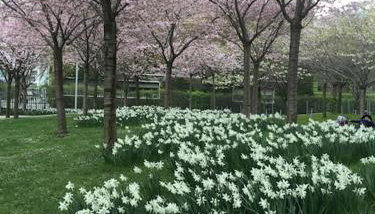 Charmant studio confortable dans la plus belle capitale - Foto 1, Garden