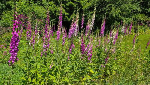 Walk to The Oyster Bar Chuckanut Dr Retreat! - Foto 5