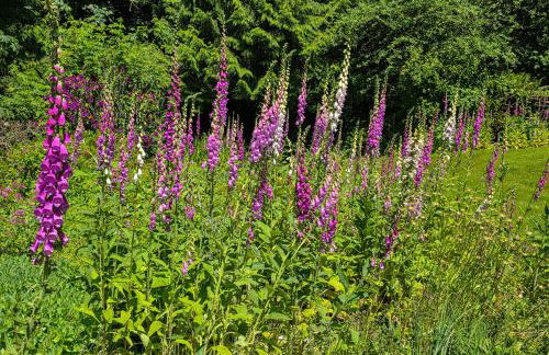 Walk to The Oyster Bar Chuckanut Dr Retreat! - Foto 5