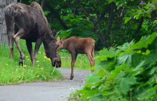 New-Game Room-Nearby Lake-Airport-Family-Bear Haus - Photo 32