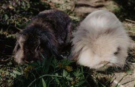 4 Sterne Ferienwohnung Hochries - Foto 4