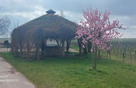 Ferienwohnung Zum Weinberg bis 4 Personen - Im Herzen der Pfalz - Foto 47