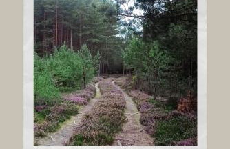 Janiołowo - Foto 17