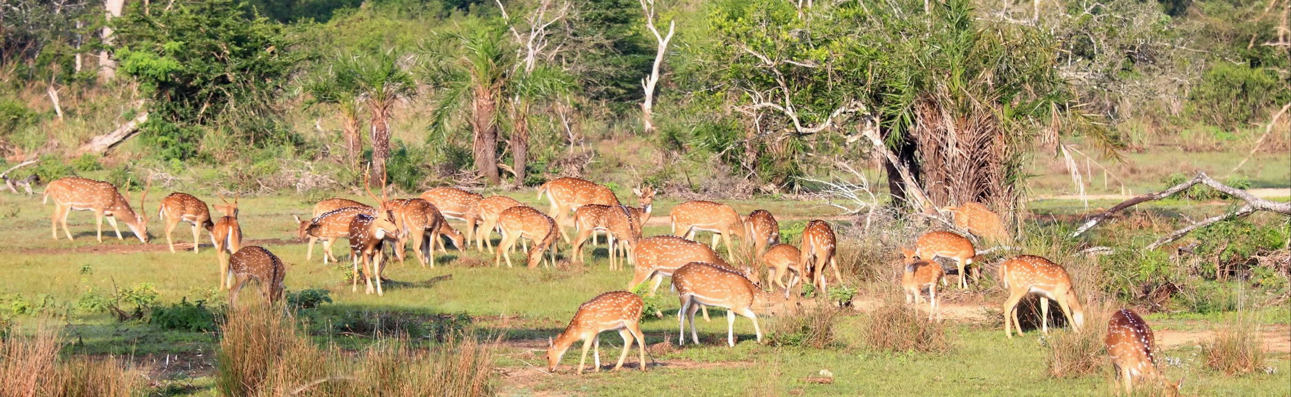 Wilpattu National Park Private Safari