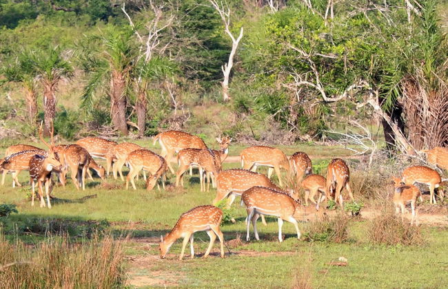 Safari privé au Parc National Wilpattu - Photo 1