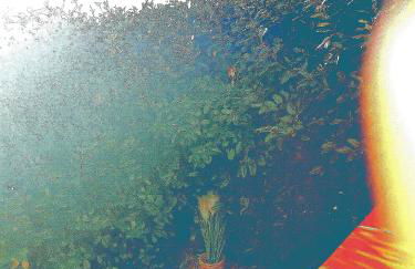 carré de détente JACUZZI JARDIN PISCINE T3 PARKING - Foto 15