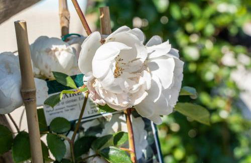 Dimora Delle Rose in Massa Lubrense - Foto 104