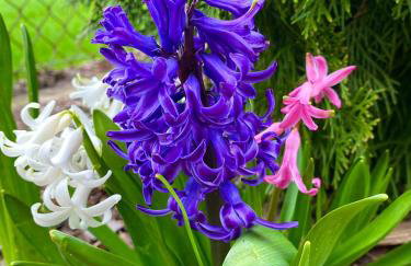 Zielone Zacisze - Foto 49