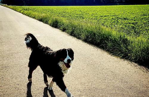 Apartment Kerbholz - zwischen Südschwarzwald und Schweiz - Foto 15