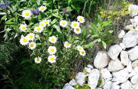 Apartments - Lehmanns Ferienwohnungen - Foto 29