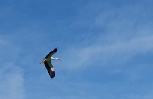 LANDHAUS LAAVE FERIENWOHNUNG - Foto 26