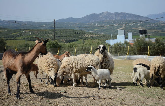 Nautilus Villa with private pool - Foto 17