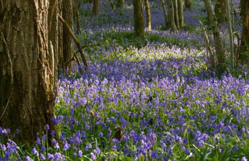 GITE Les Aubues - Foto 11