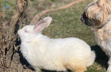 Agro na Wapniarni - Foto 30