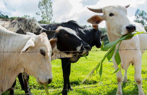 Hotel Fazenda Monte Sião - Foto 12