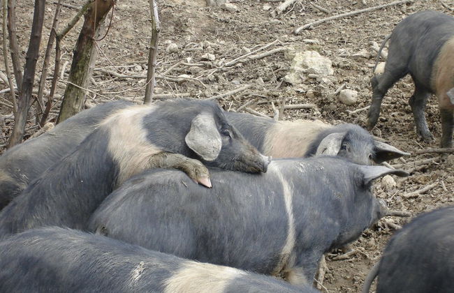 Nice Apartment in Guasticce With Pool - Foto 22