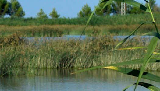 Vegetación de la laguna de Les Olles