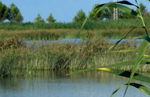 Ebro Delta Bird Watching Tour - Photo 5