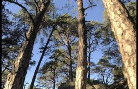 Joli studio SCANDINAVE - Foto 16