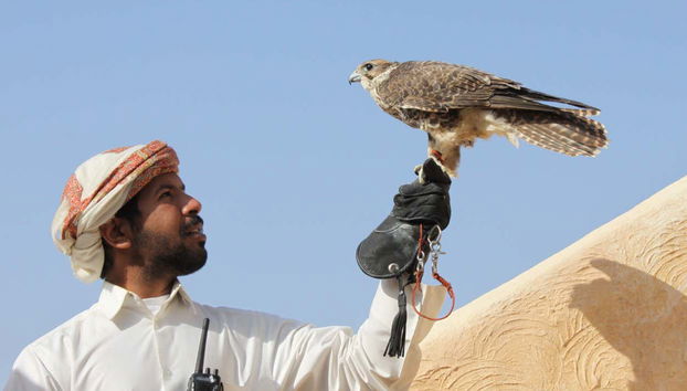 Doha Safari Camel Ride & Sandboarding - Photo 2, Falconry in the Doha desert