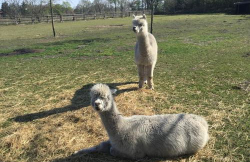 Ferienwohnung Lands Huys - Photo 30